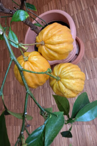 Bergamotte ist ein wesentliches Bestandteil vieler Parfums. Was hier wie künstliche Deko wirkt, ist tatsächlich Natur pur und handbetäubt. - FemNews.de